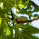 Figarve Aphrodisias Wild Dry Figs