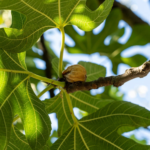 Figarve Baby Caria Dry Figs