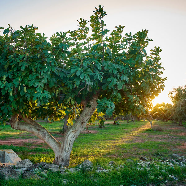 Figarve Aphrodisias Wild Dry Figs