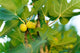 Figarve Aphrodisias Wild Dry Figs