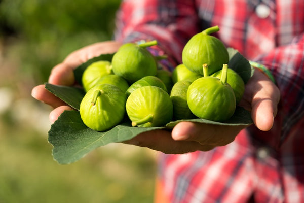 Figarve Aphrodisias Wild Dry Figs