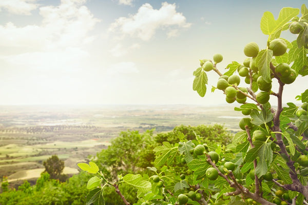 Figarve Aphrodisias Wild Dry Figs